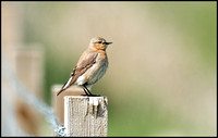 Greenland Wheatear