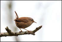 Wren