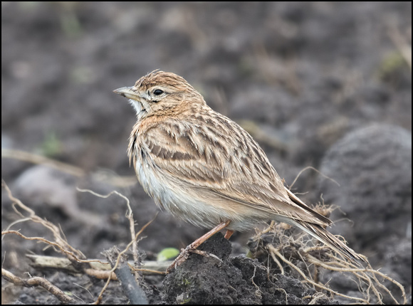 Short Toed Lark