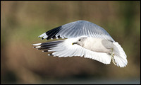 Common Gull