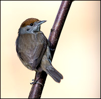 Female Blackcap