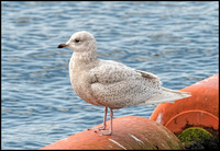 Iceland Gull