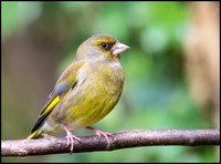 Greenfinch