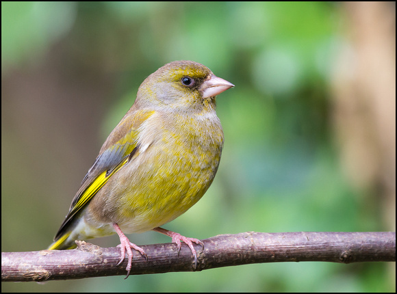 Greenfinch