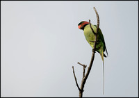 Long Tailed Parakeet