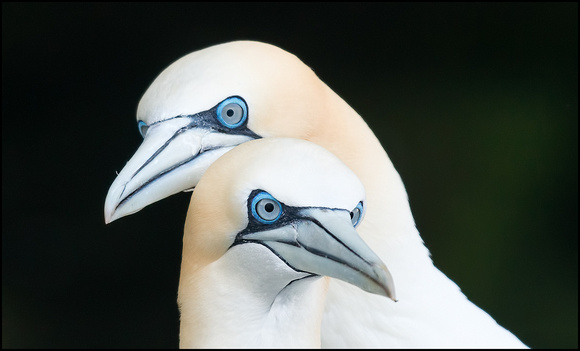 Gannets - the eyes!