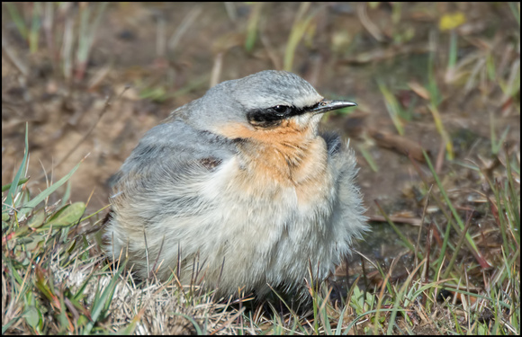 Greenland Wheatear