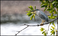 Striated Heron