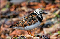 Turnstone