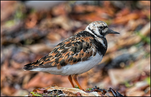 Turnstone