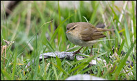 Chiff Chaff
