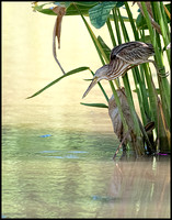 Yellow Bittern