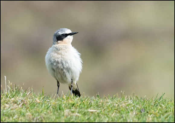 Wheatear