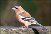 Male Chaffinch