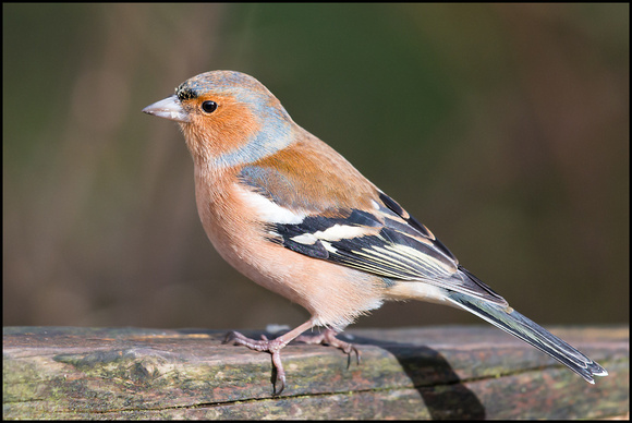 Male Chaffinch