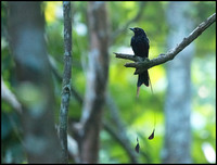 Greater Racket-tailed Drongo