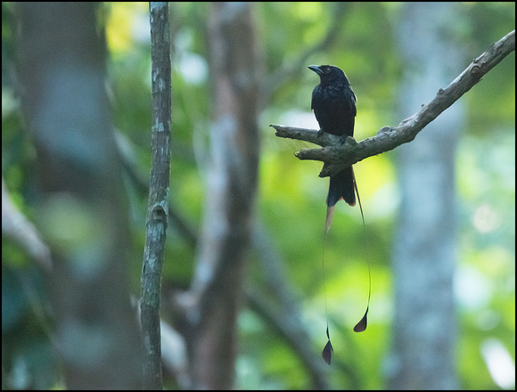 Greater Racket-tailed Drongo