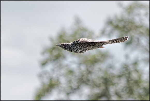 Asian Koel (female)