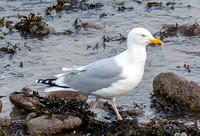 Herring Gull