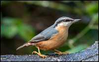 Nuthatch