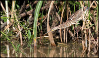 Yellow Bittern