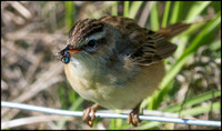 Sedge Warbler