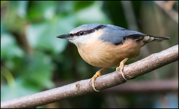 Nuthatch