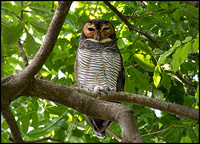 Spotted wood owl