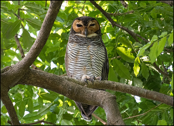 Spotted wood owl