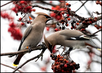 Ringed Waxwing