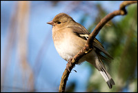 Female Chaffinch