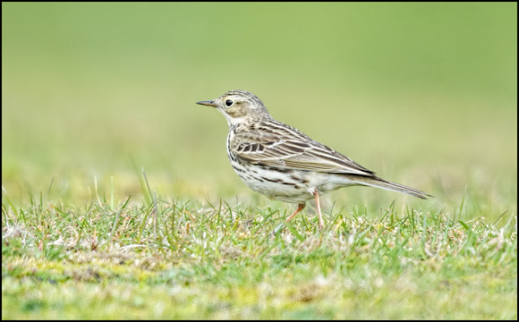 Meadow Pipit