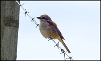 Red Backed Shrike