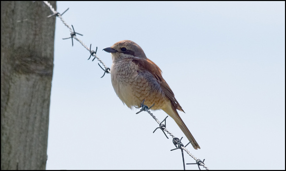 Red Backed Shrike