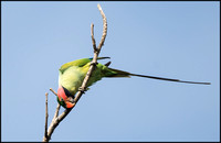 Long Tailed Parakeet