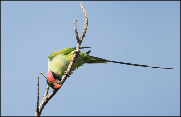 Long Tailed Parakeet