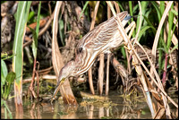 Yellow Bittern