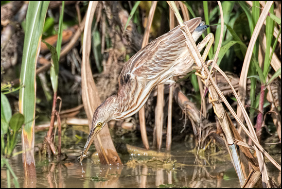 Yellow Bittern