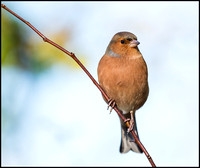 Male Chaffinch